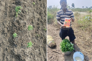 Nutrition Gardens